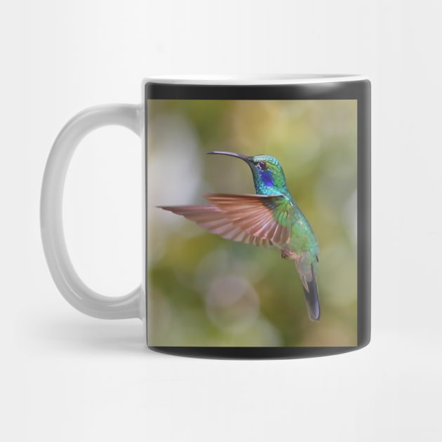 Green Violetear Hummingbird by Carole-Anne